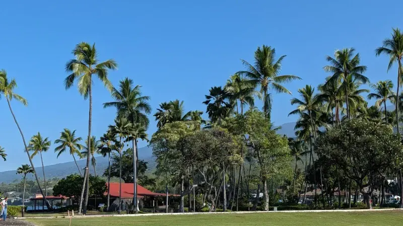 Tall coconut palms and a green lawn at Kahaluʻu, Kona, under a clear blue sky with the mountain slope behind